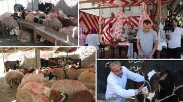 غرامات تصل إلى 10 آلاف جنيه لذبح الأضاحي في الشوارع بمصر