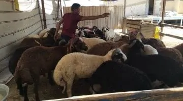 مجازر الجيزة تستقبل الأضاحي مجاناً وبدون شروط بعد صلاة العيد