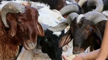قبل عيد الأضحى.. عروض التموين الرائعة على اللحوم والسلع بأسعار مخفضة مع أماكن البيع.. فيديو حصري