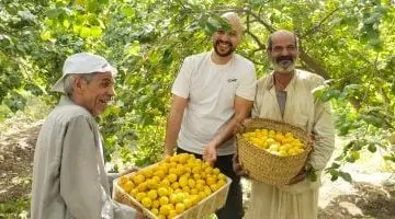 كشف سر الثمرة الذهبية: كيف تميز مشمش العمار عن الجبلاوي؟