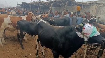 ما هو التأمين متناهي الصغر.. الخيار المثالي لتعويضات الماشية والدواجن؟