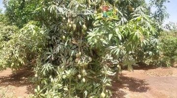 موسم حصاد المانجو يزدهر في مزارع جامعة قناة السويس بالإسماعيلية.. شاهد الفيديو!