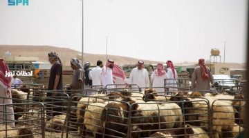 تحديد سقف أسعار الأضاحي عند 2100 ريال