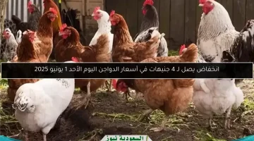 أسعار الدواجن تنخفض بمقدار 4 جنيهات اليوم الأحد 1 يونيو 2025
