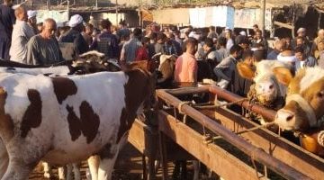 ازدحام شديد في سوق الأضاحي ببنها بالقليوبية قبل عيد الأضحى - فيديو