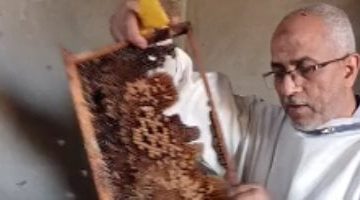 اكتشف فرز عسل البرسيم 'قطفة الطبيعة النقية'.. كيفية التمييز بين العسل الأصلي والمغشوش
