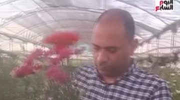 قرية عزبة الأهالي بالقناطر الخيرية: من زراعة الورد إلى تصديره للعالم